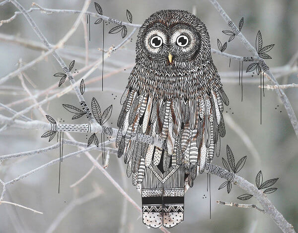 sketch-owl