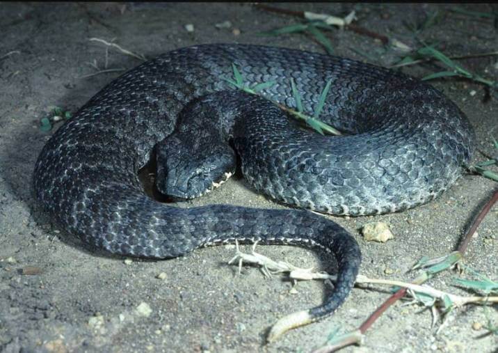 強力な毒を有する世界の危険なヘビ13種をご紹介 Seleqt セレキュト