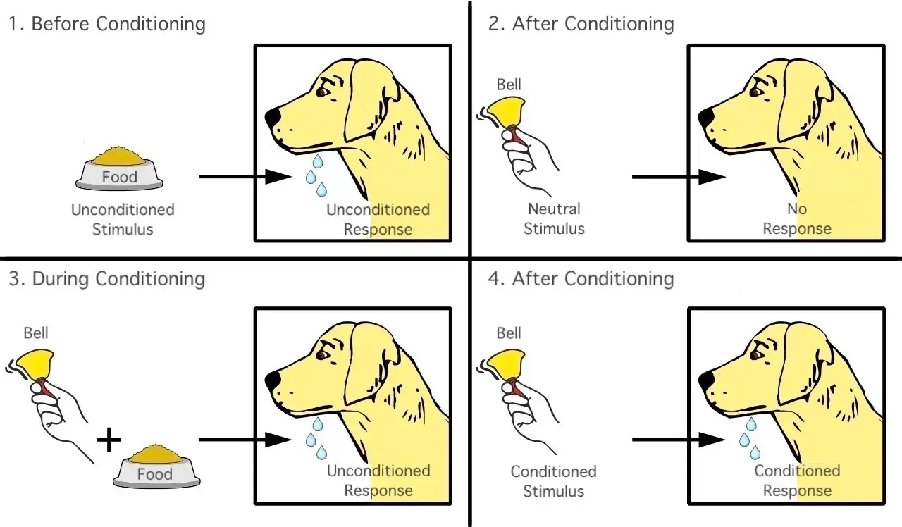 パブロフ の 犬 使い方