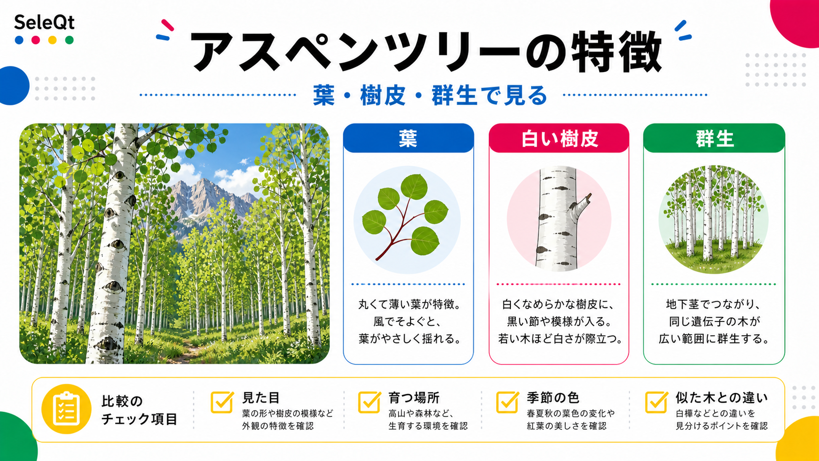 アスペンツリーの特徴を葉・白い樹皮・群生で整理したSELEQTカラーの解説図